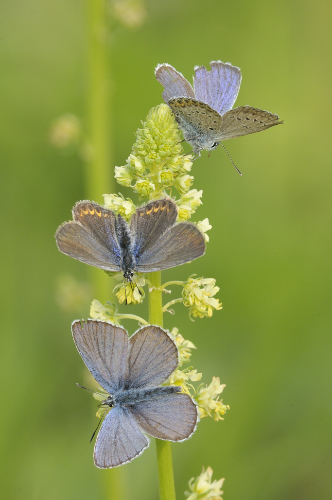 Farfala da ID
